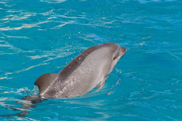 dolphin swimming in blue water of dolphinarium