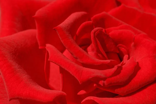 Close Red Rose Flower — Stock Photo, Image