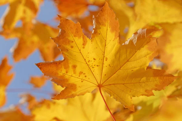 Close Dry Yellow Leaf Branch Maple Tree Fall — Stock Photo, Image