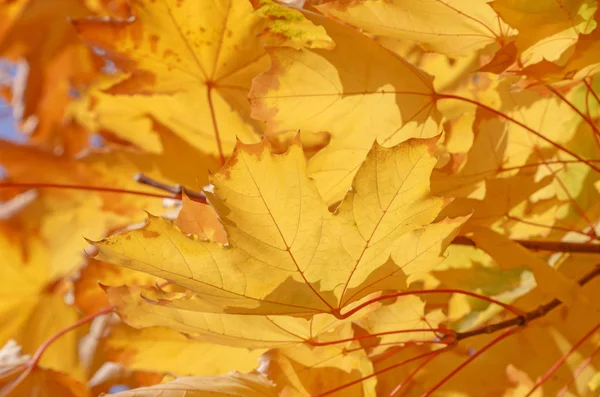 Foglie Gialle Sui Rami Acero Autunno — Foto Stock