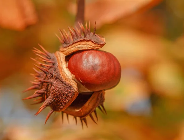 Κάστανο Σχεδόν Πέσει Κάτω Από Δέντρο Στο Φθινόπωρο — Φωτογραφία Αρχείου