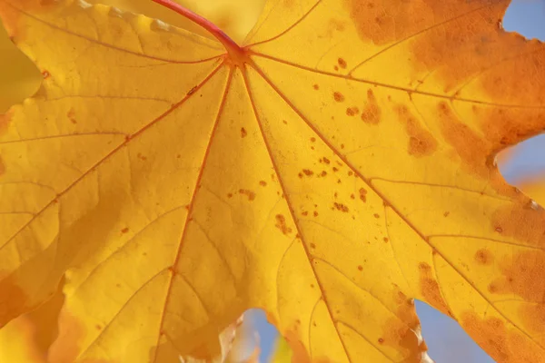 Nahaufnahme Des Gelben Ahornbaumblattes Herbst — Stockfoto