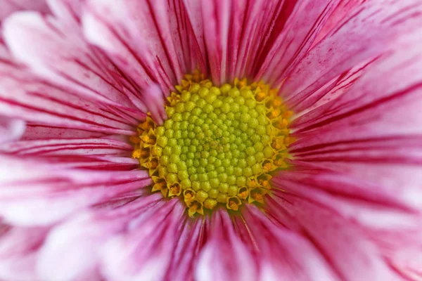 Close Purple Chrysanthemum Flower — Stock Photo, Image