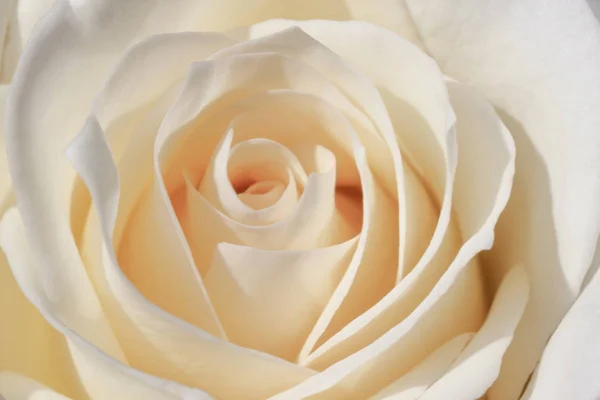 Close Beautiful White Rose Flower — Stock Photo, Image