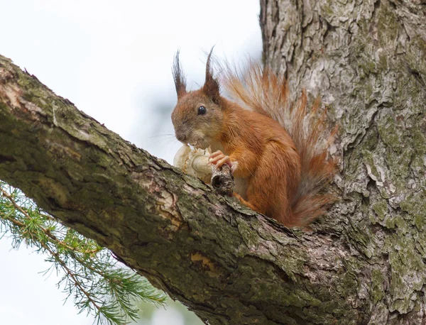 松树枝上的松鼠吃蘑菇 — 图库照片