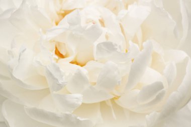 Beyaz şakayık çiçeğini kapat.