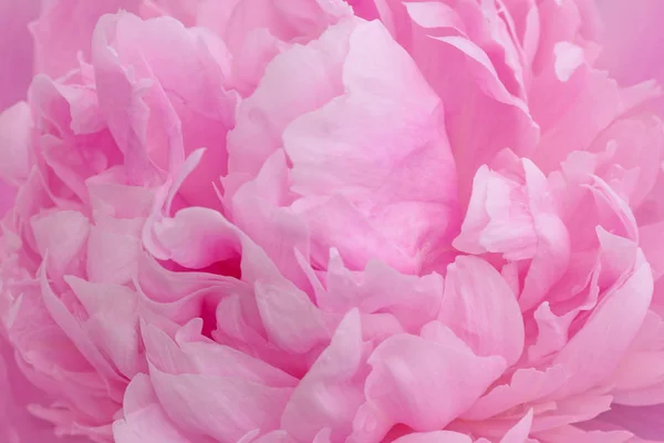 Nahaufnahme Von Lila Pfingstrose Blume — Stockfoto