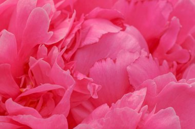 Mor Şakayık Çiçeği yakın çekim