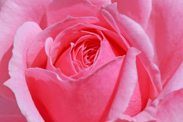 Close Pink Rose Flower — Stock Photo, Image