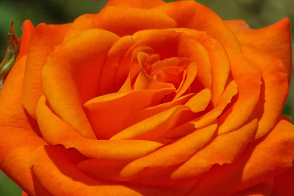 Nahaufnahme Von Orangefarbenen Rosenblüten Garten — Stockfoto