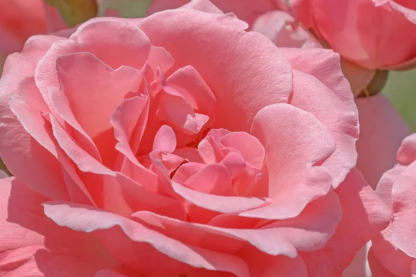 关闭的花园的粉色玫瑰花朵 — 图库照片