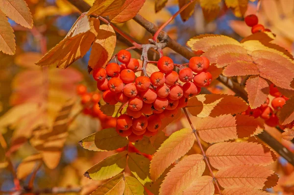Rowanberries とナナカマドの枝のクローズ アップ — ストック写真