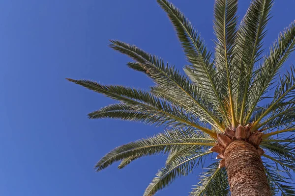 Gros Plan Palmier Contre Ciel Bleu — Photo