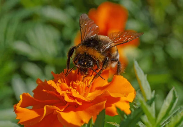 Close Bumblebee Sitting Marigold Flower — Stock Photo, Image