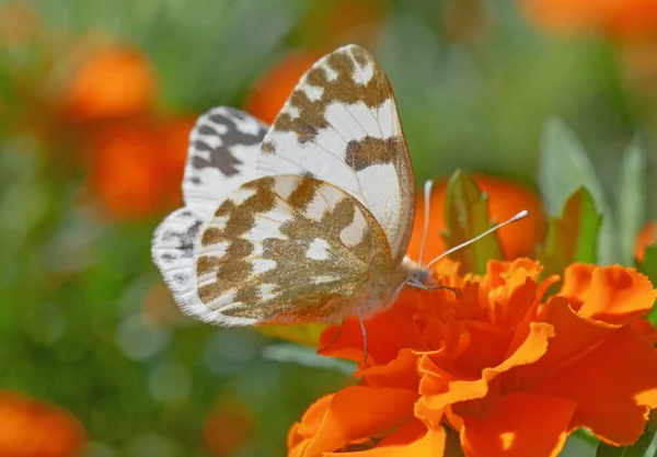 Primer Plano Mariposa Blanca Del Este Bath Sentada Flor Caléndula — Foto de Stock