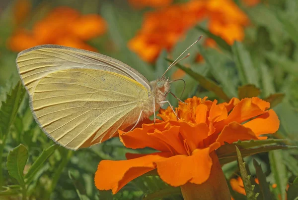 Close Van Gele Vlinder Feedinc Nectar Goudsbloem Bloem — Stockfoto