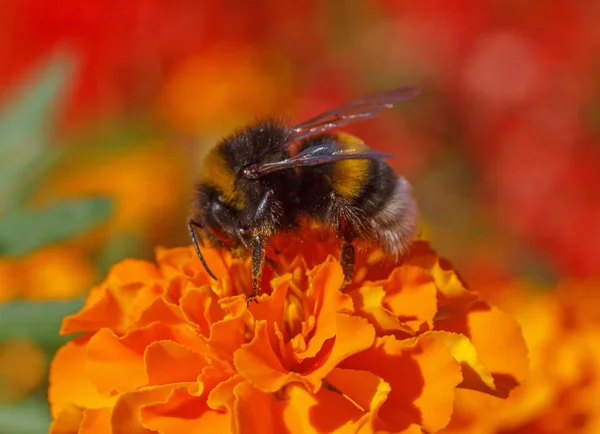 Close Bumblebee Sitting Marigold Flower — Stock Photo, Image