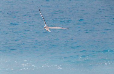 deniz masmavi deniz Nice, Fransa yukarıda uçan martı