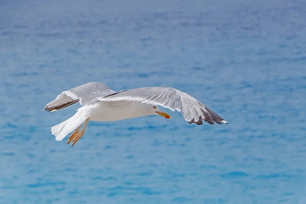 Gaivota Mar Voando Acima Mar Azul — Fotografia de Stock