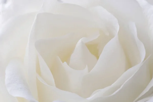 Close Bela Flor Rosa Branca — Fotografia de Stock