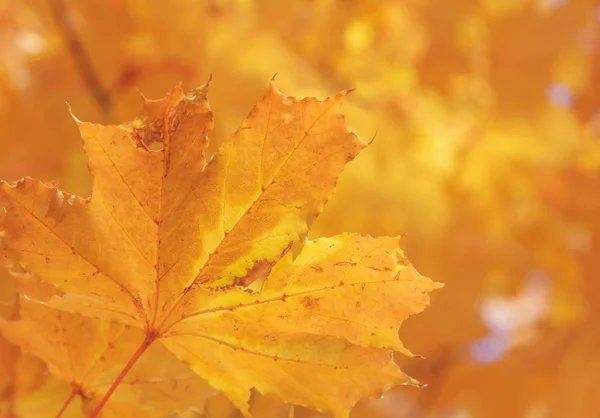 Nahaufnahme Des Ahornbaumblattes Herbst — Stockfoto