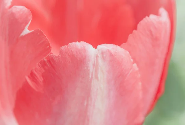 Pembe Lale Çiçeğine Yaklaş — Stok fotoğraf