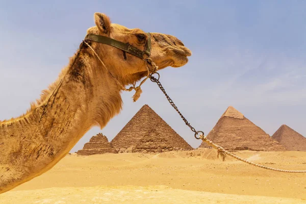 Καμήλα Εναντίον Μεγάλες Πυραμίδες Της Γκίζας Αίγυπτος — Φωτογραφία Αρχείου