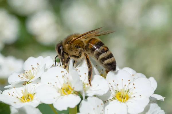 Méhek Fehér Virágzó Közelről — Stock Fotó