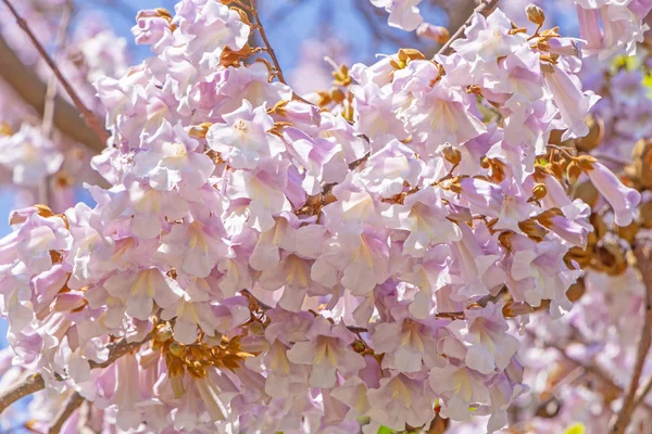 春の庭で Westia のピンク開花 — ストック写真