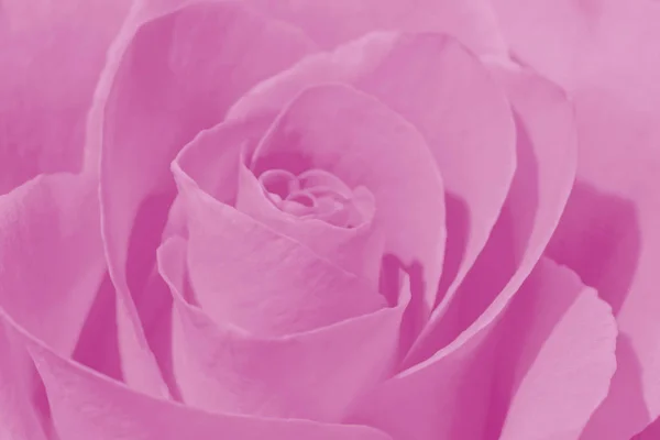 Nahaufnahme Von Rosa Rose Blume — Stockfoto