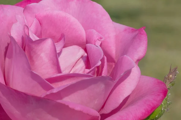 Pembe Gül Bahçesinde Yakın Çekim — Stok fotoğraf