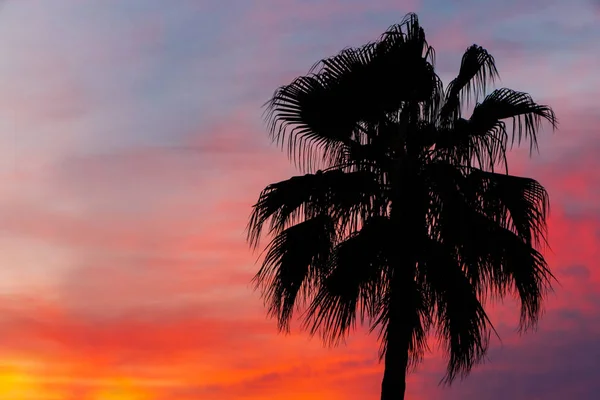 Silhueta Palmeira Nice Nascer Sol — Fotografia de Stock