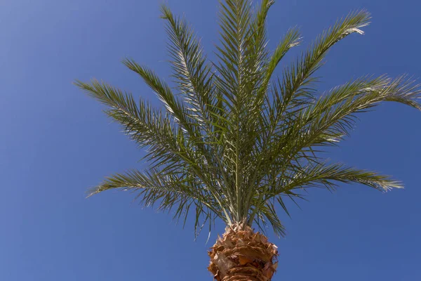 Toppen Palmträdet Mot Blå Himmel — Stockfoto