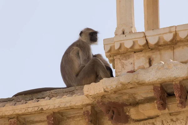 langur monkey sleeping on wall of ancient temple in India