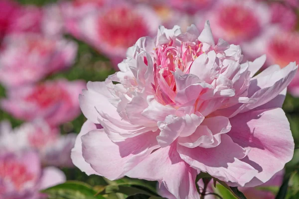 Pembe Peony Çiçek Bahçesinde Yakın Çekim — Stok fotoğraf