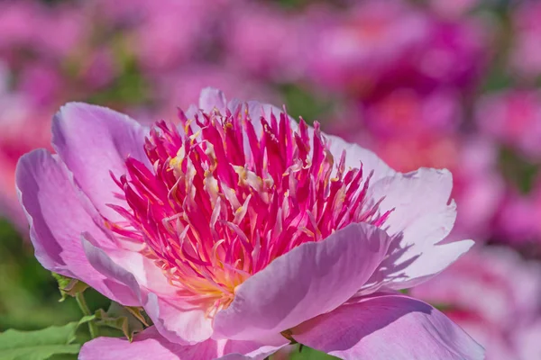 Mor Peony Çiçek Bahçesinde Yakın Çekim — Stok fotoğraf