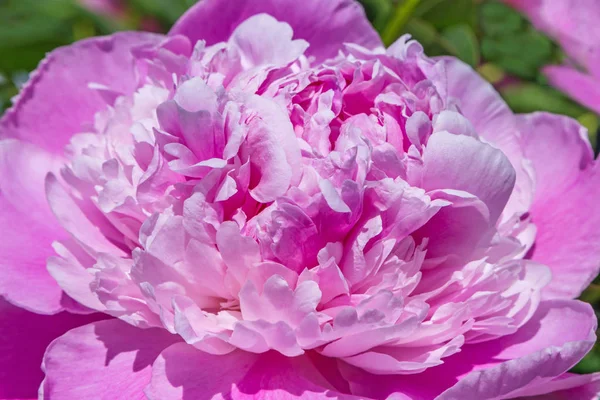 Закрыть Фиолетовый Цветок Пиона Саду — стоковое фото