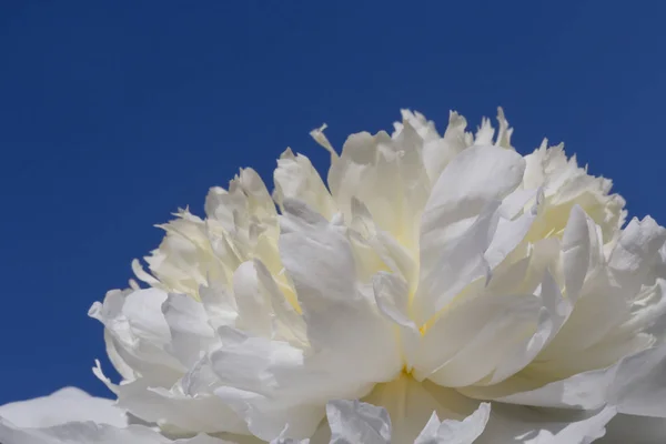 Gros Plan Fleur Pivoine Blanche Contre Ciel Bleu — Photo