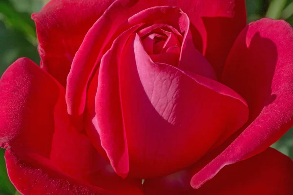 Gros Plan Rose Rouge Dans Jardin — Photo