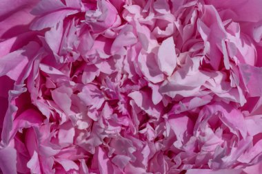 Mor Şakayık Çiçeği yakın çekim