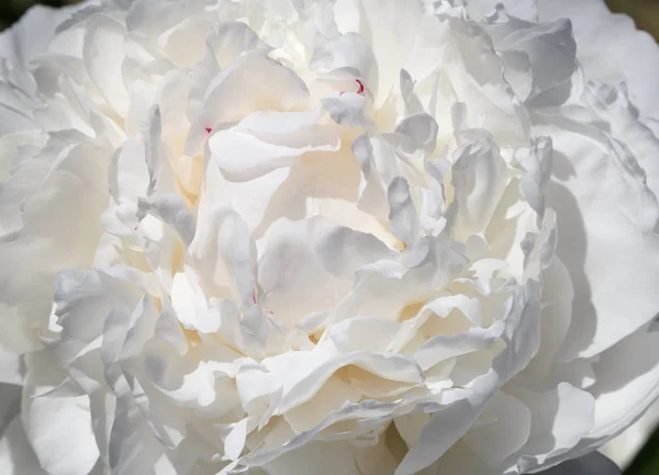 Zbliżenie Biały Kwiat Piwonii — Zdjęcie stockowe