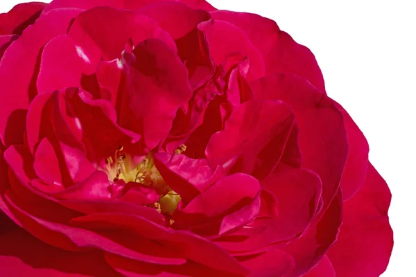 Nahaufnahme Von Roter Rose Über Weißem Hintergrund — Stockfoto
