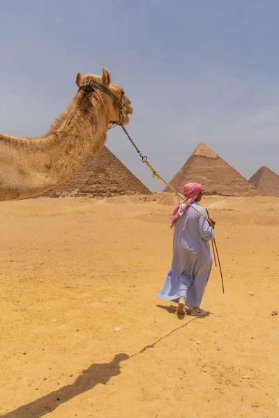 Kairo Egypten Maj 2017 Arabisk Man Kör Kamel Giza Pyramid — Stockfoto