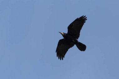 mavi gökyüzünde uçan kale, yakın çekim