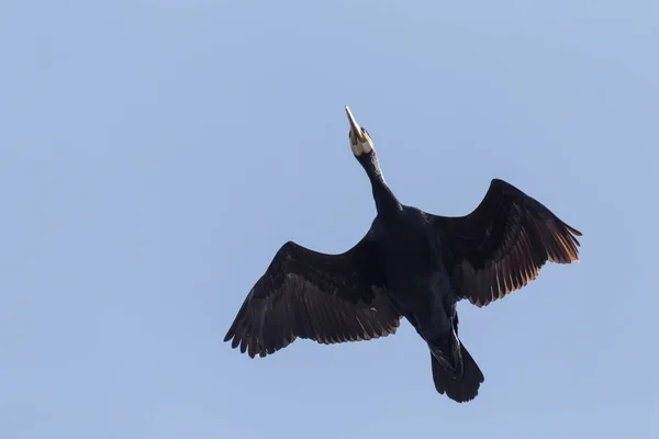 Gros Plan Grand Cormoran Noir Volant Dans Ciel Bleu — Photo