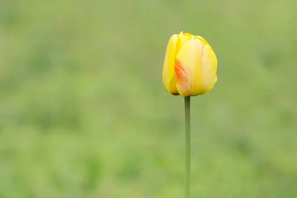 Baharda Bahçede Sarı Lale — Stok fotoğraf