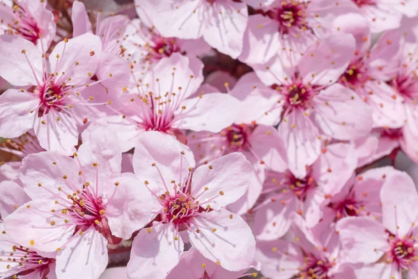 Gros Plan Sur Floraison Cerisier Printemps — Photo