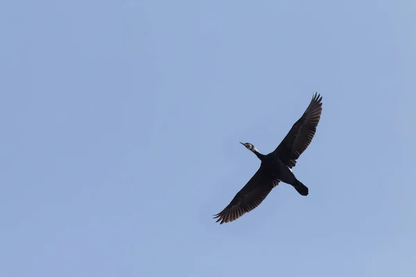 Wielki Czarny Kormoran Latający Błękitnym Niebie — Zdjęcie stockowe