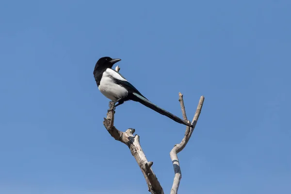 Magpie Sitting Dry Branch Blue Sky — Stock Photo, Image