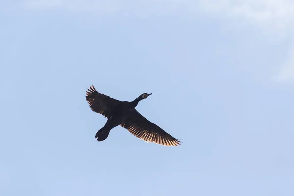 Большой Черный Баклан Раскрытыми Крыльями Голубом Небе — стоковое фото